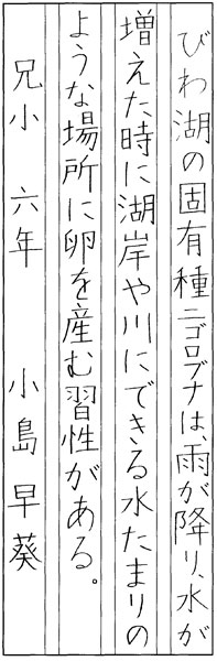 小島早葵